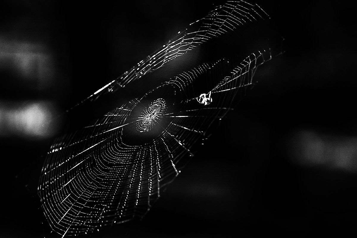 Radnetzspinne BW (1 von 1).JPG