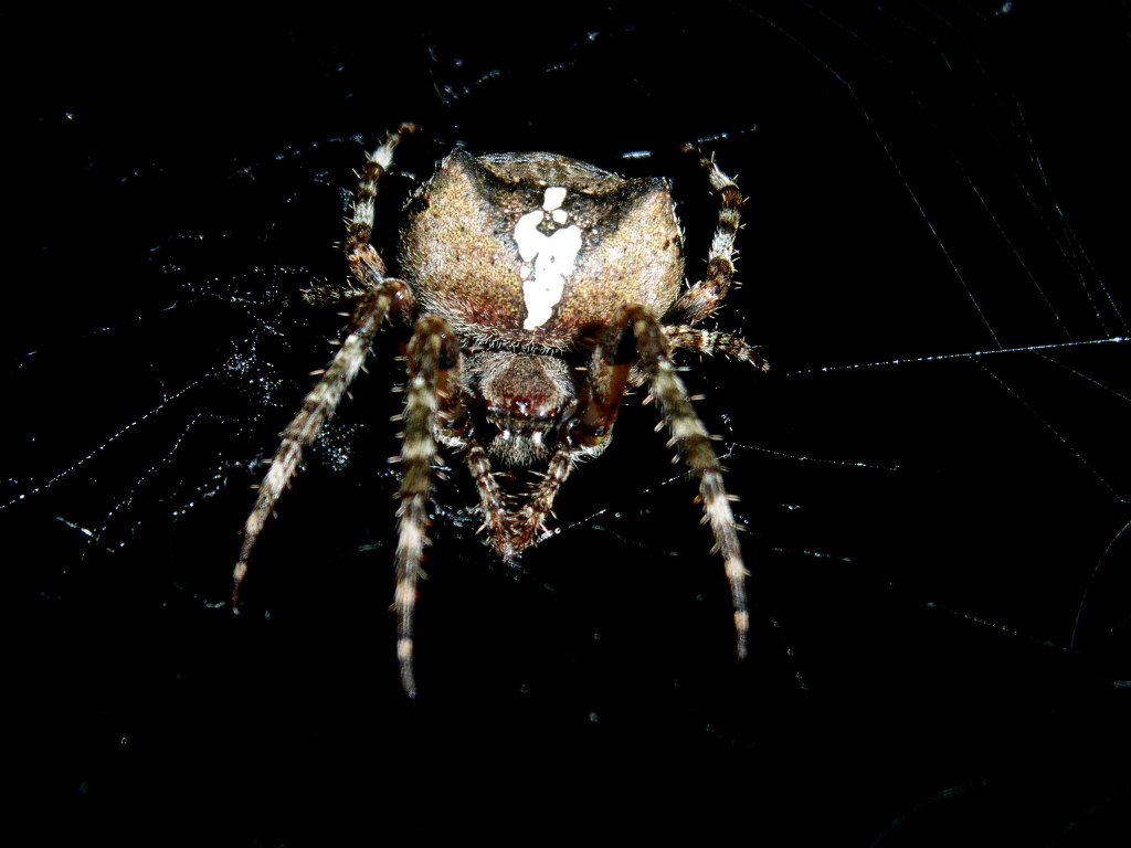 Radnetzspinne - Gehörnt Kreuzspinne - Araneus angulatus