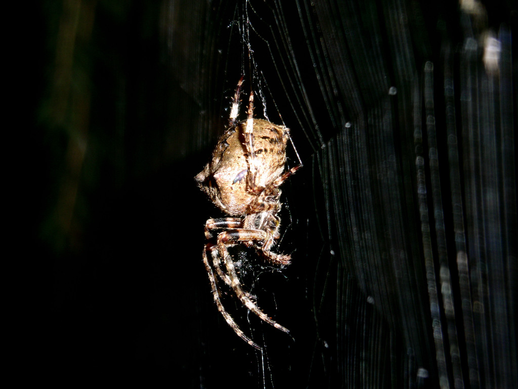 Radnetzspinne - Gehörnt Kreuzspinne - Araneus angulatus