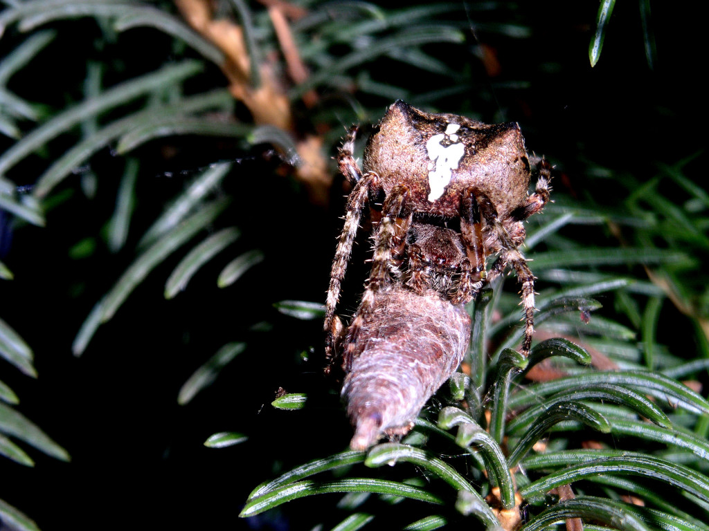 Radnetzspinne - Gehörnt Kreuzspinne - Araneus angulatus