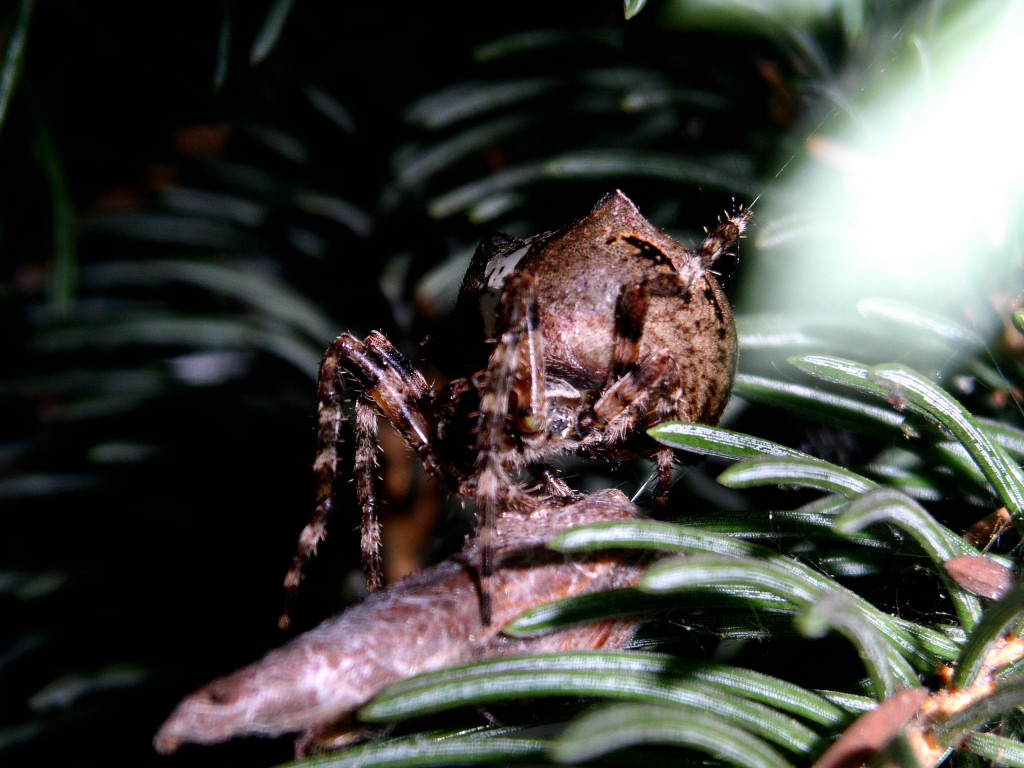 Radnetzspinne - Gehörnt Kreuzspinne - Araneus angulatus