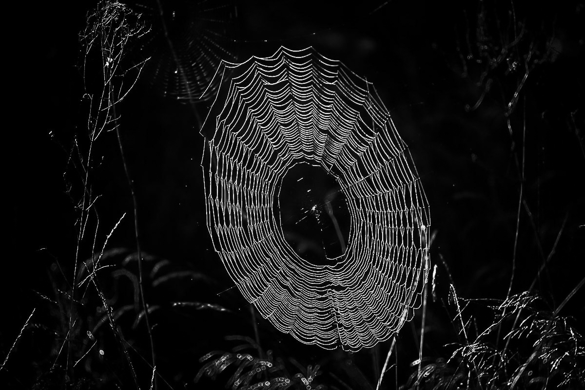 Radnetztspinne (1 von 1).jpg
