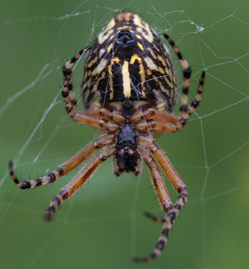 Radspinne.jpg