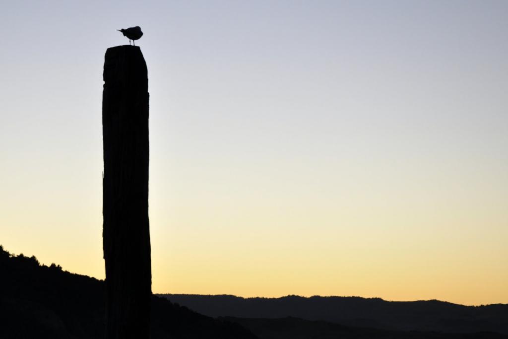 Raglan und Umgebung 194 1