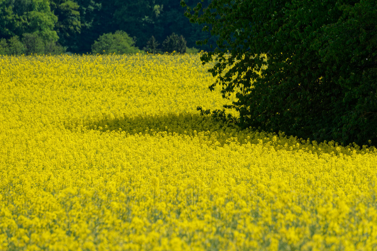 Rapsfeld 01