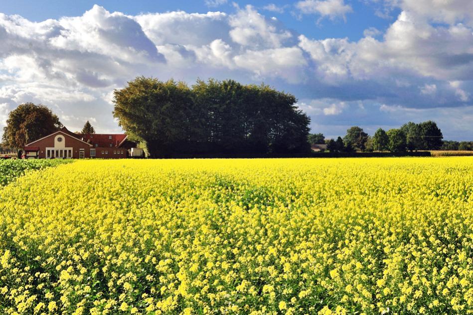 Rapsfeld - 09/2009 -