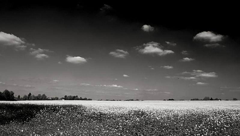 Rapsfeld 3 sw kl filtered