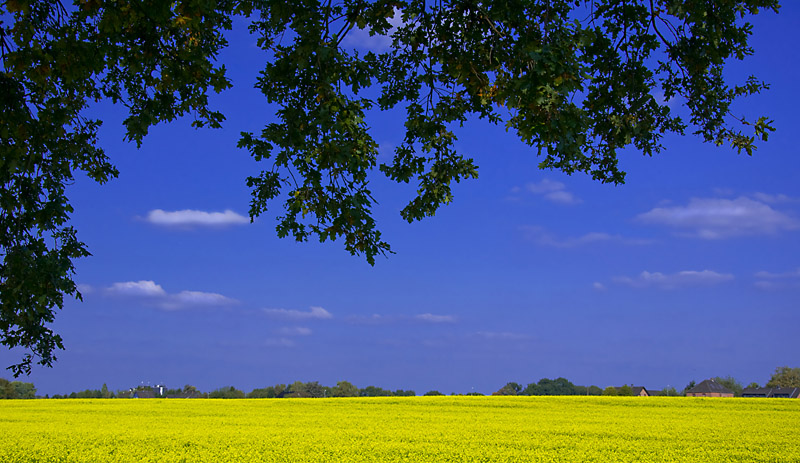 Rapsfeld 4 kl filtered