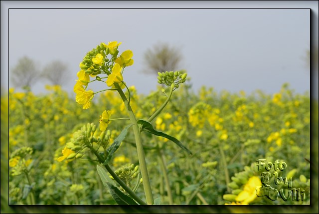 Rapsfeld - April 2012 - DSC 2966