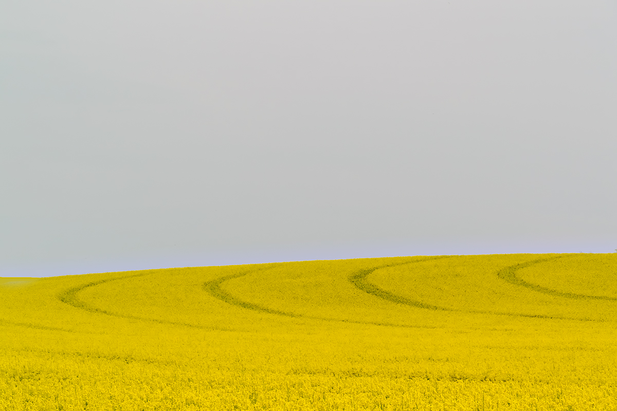 Rapsfeld.jpg