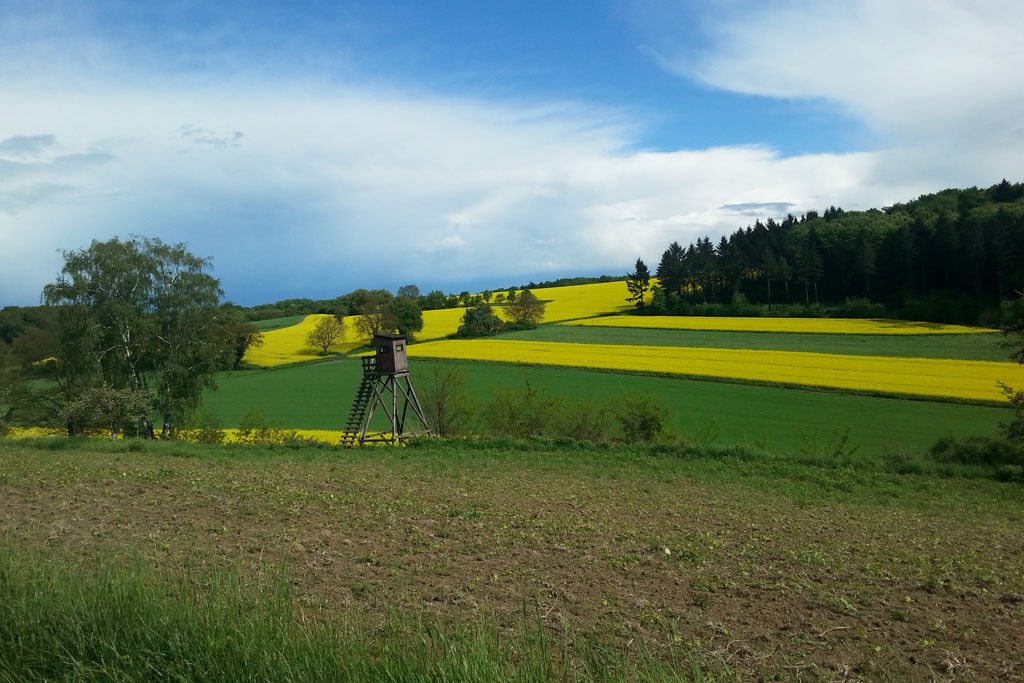 Rapsfeld nach dem Regen - mit Samsung Galaxy S 3