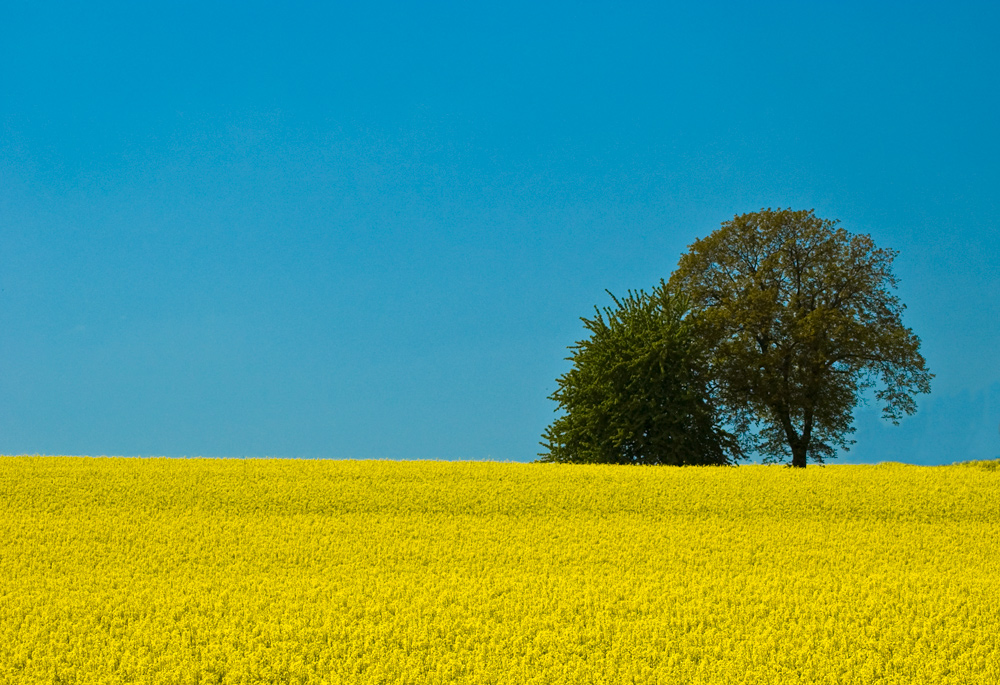 Rapsfeld