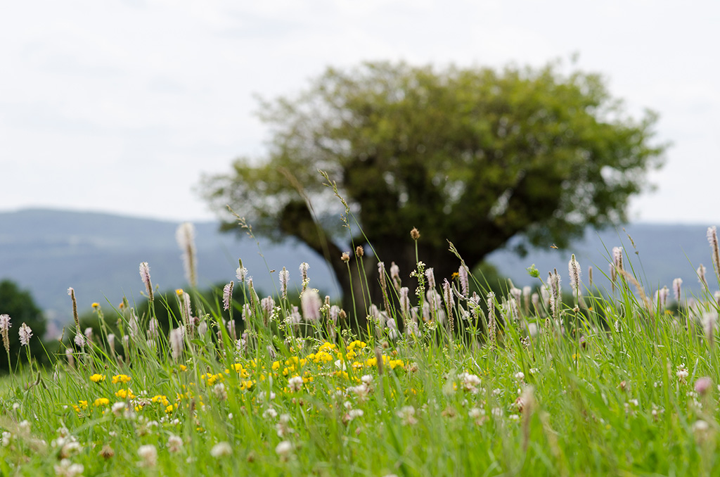 Rasierpinselbaum im Hintergrund