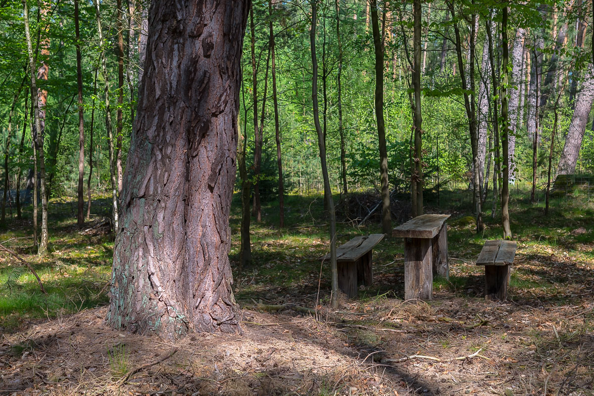 Rastplatz im Wald (1 von 1).jpg