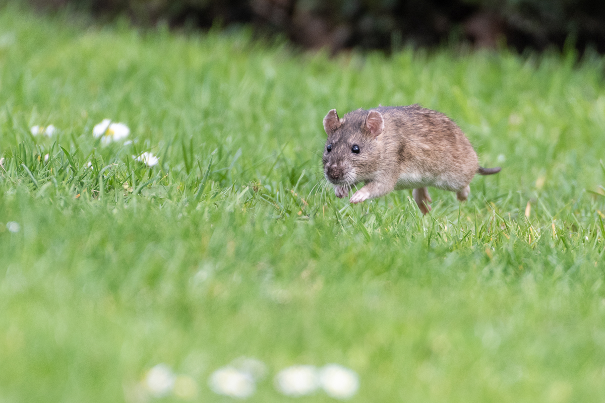 Ratte