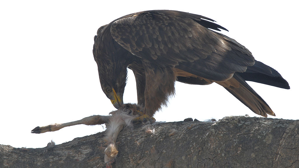 Raubadler (Tawny Eagle) mit Gazellenbaby
Seronera, Serengeti
4438