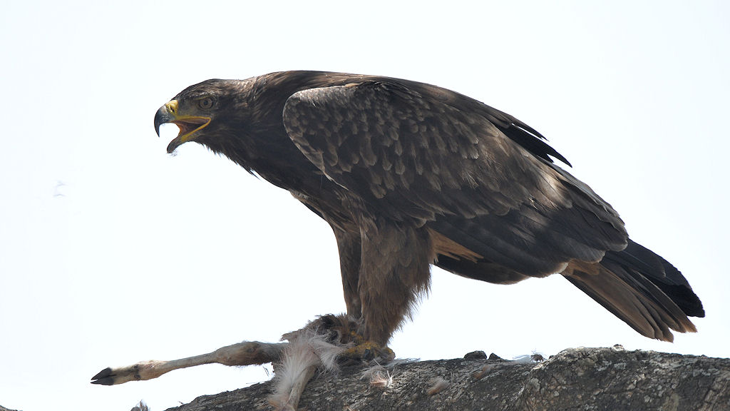 Raubadler (Tawny Eagle)
mit geraubten Gazellenbaby
in der Seronera
4441