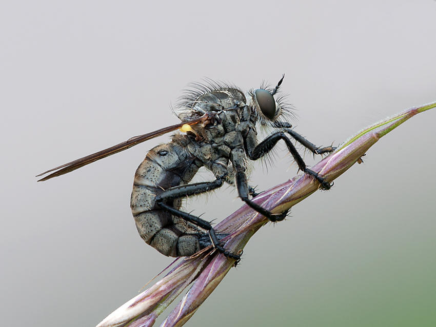 Raubfliege 2012 07 06 02