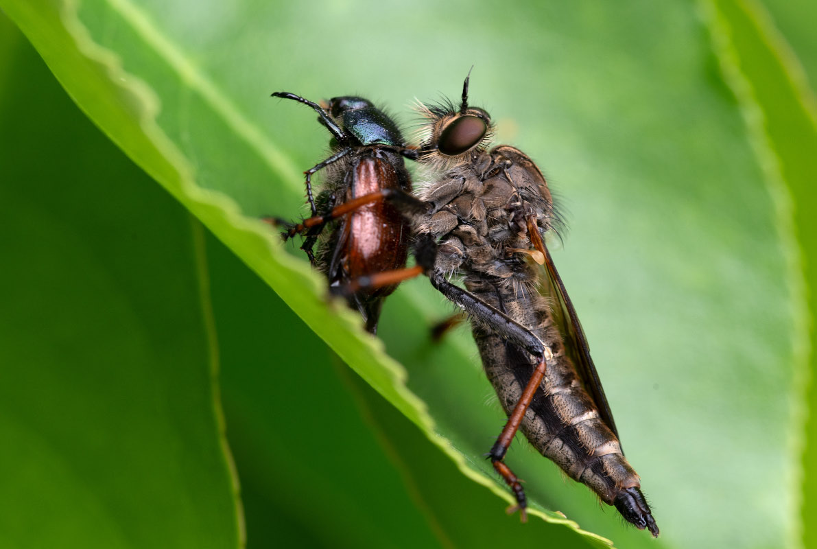 Raubfliege und Junikäfer.jpg