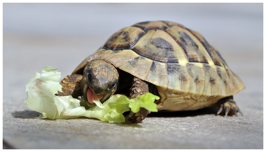Raubtier mit erlegtem Salatblatt