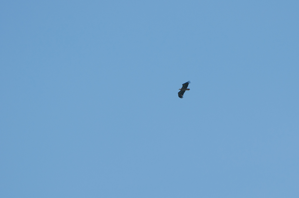 Raubvogel, aber was für einer? Ich brauche ein besseres Tele!