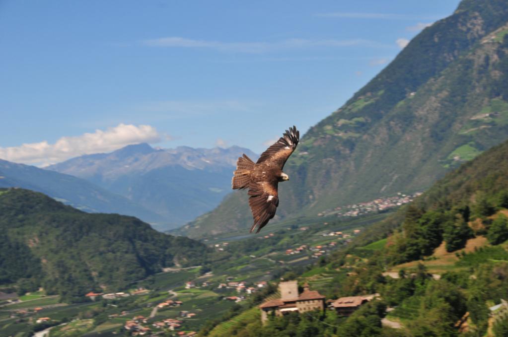 Raubvogel in Meran