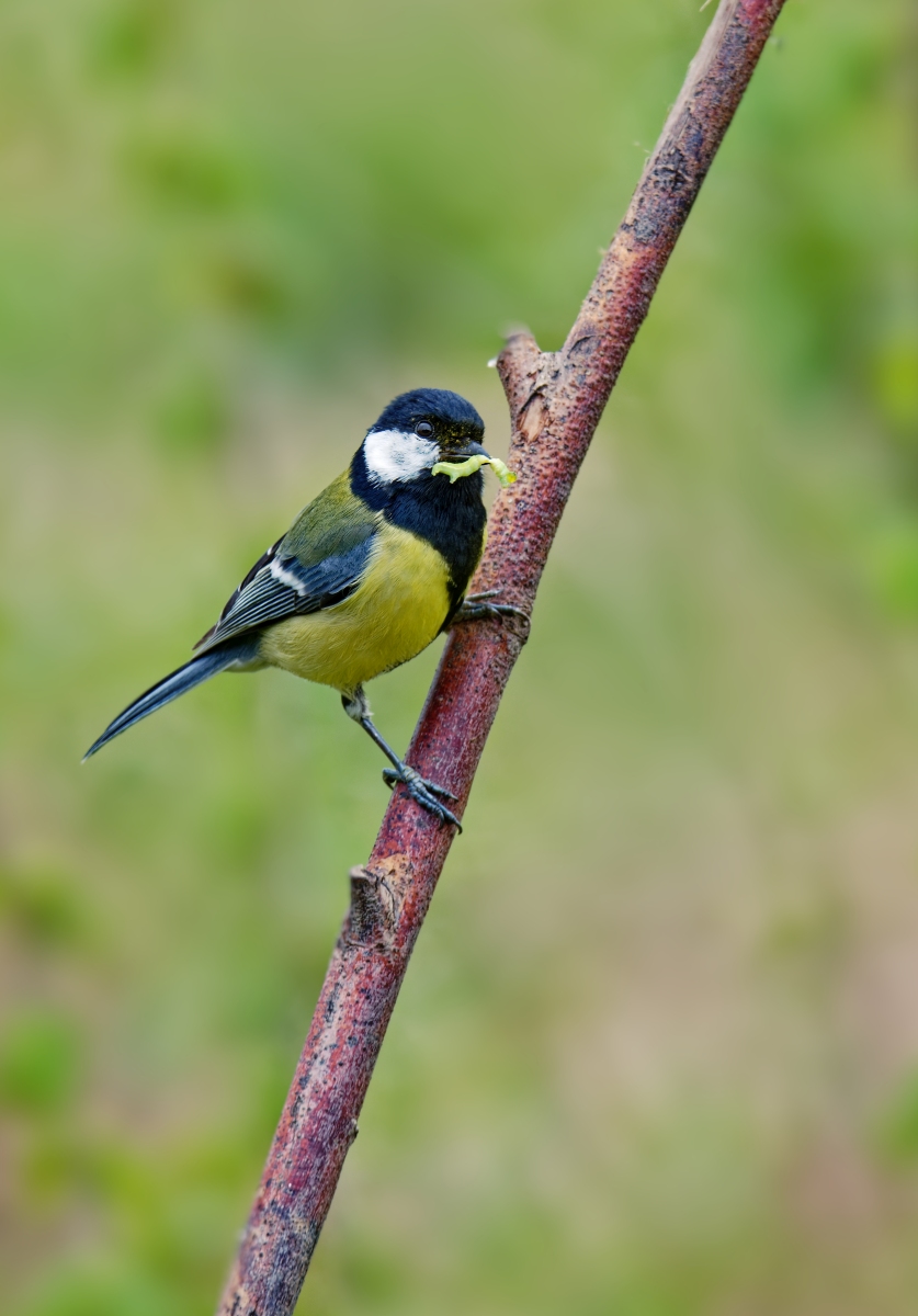 Raubvogel.jpg