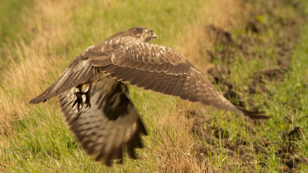 Raufussbussard am Start