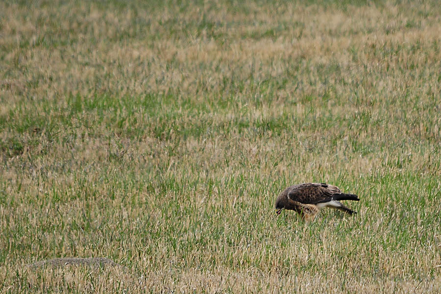 Rauhfussbussard