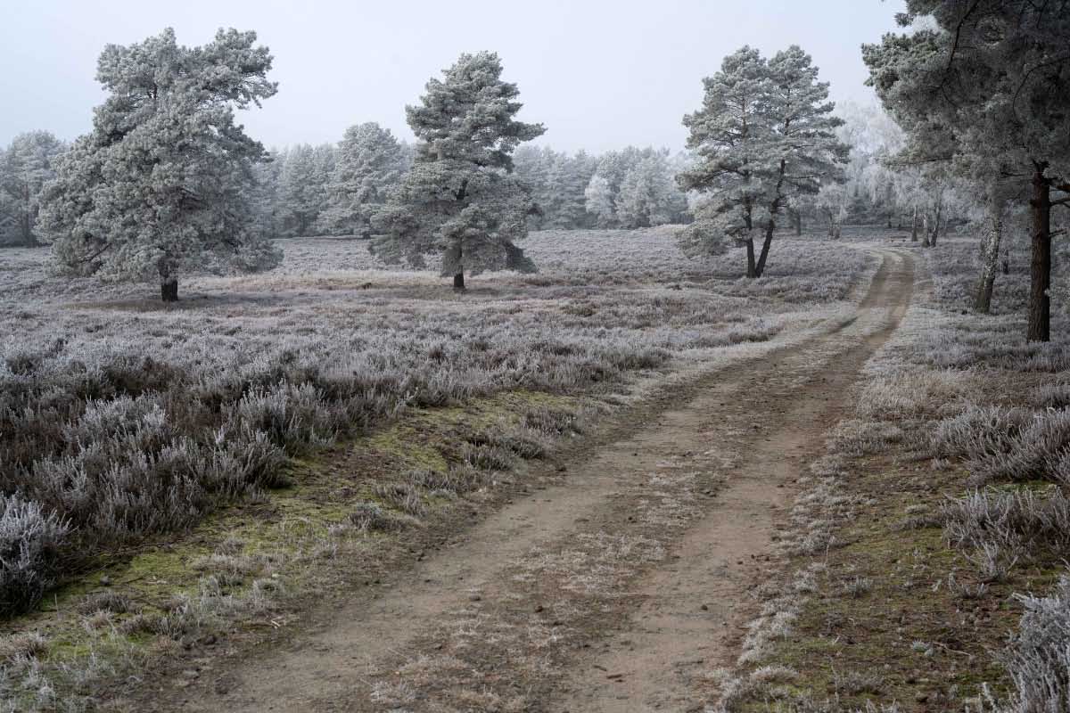 Rauhreifheide 2.jpg