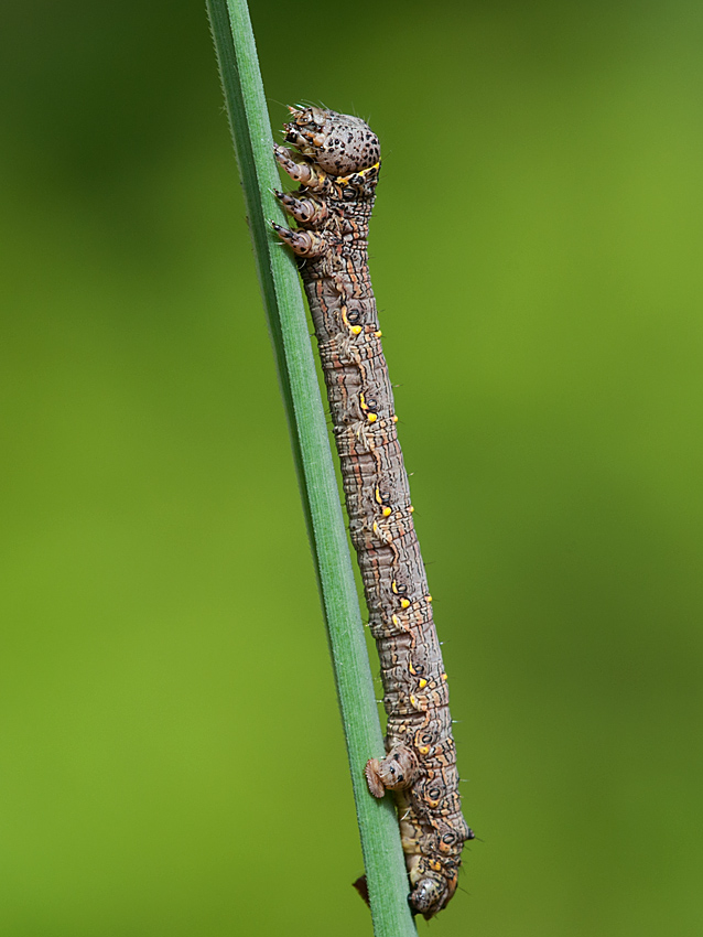 Raupe 2012 06 07 001