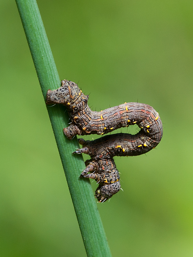 Raupe 2012 06 07 002