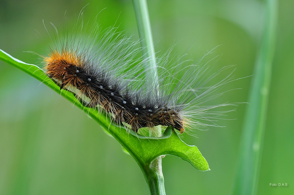 Raupe des Braunen Bär (Nachtfalter)

Bild im Portfolio 2012 gezeigt