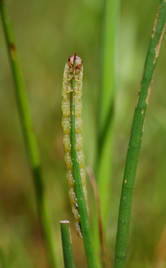 Raupe