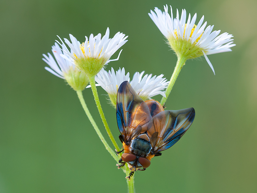 Raupenfliege 2012 07 24 01