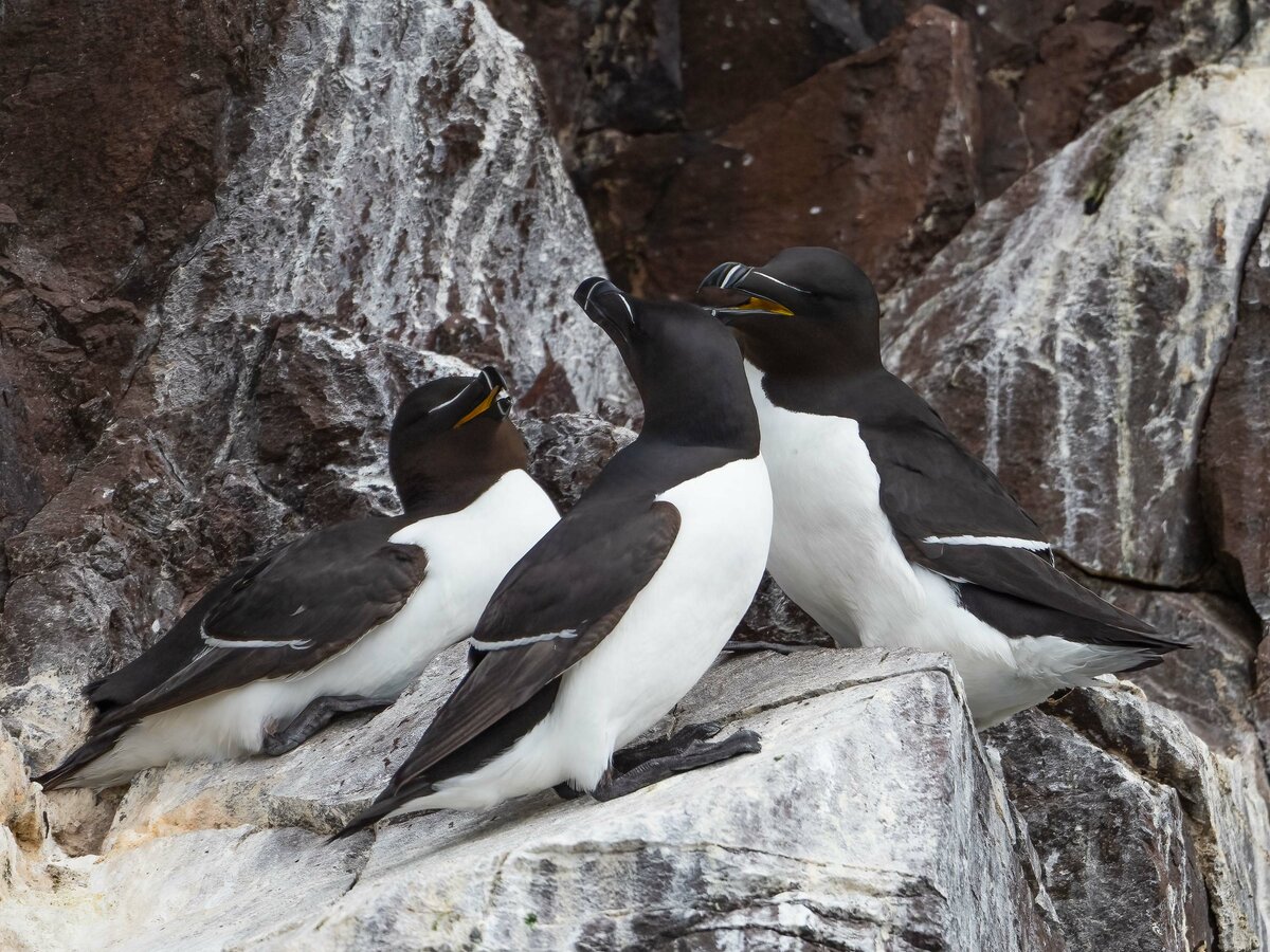 Razorbill Tordalk.jpg