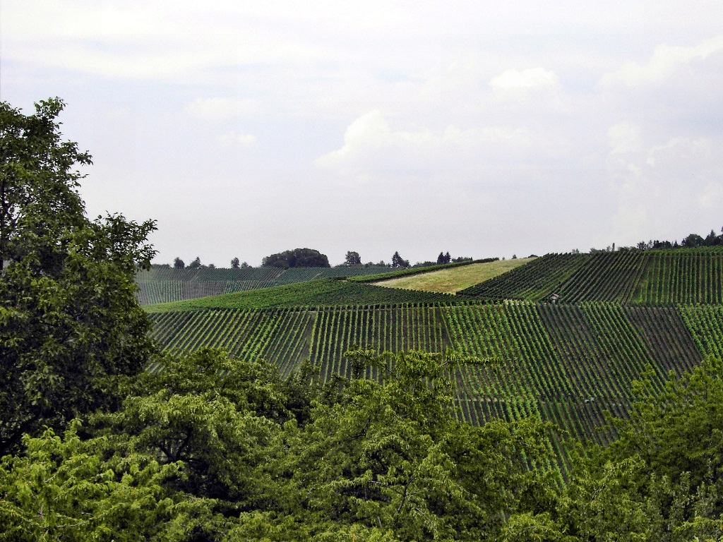 Rebflächen nach der Flurbereinigung im Remstal