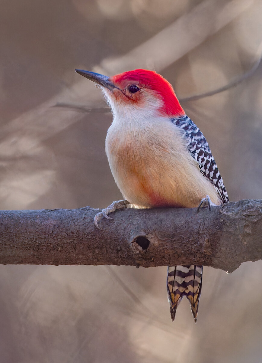 Red-bellied Woodpecker.jpg