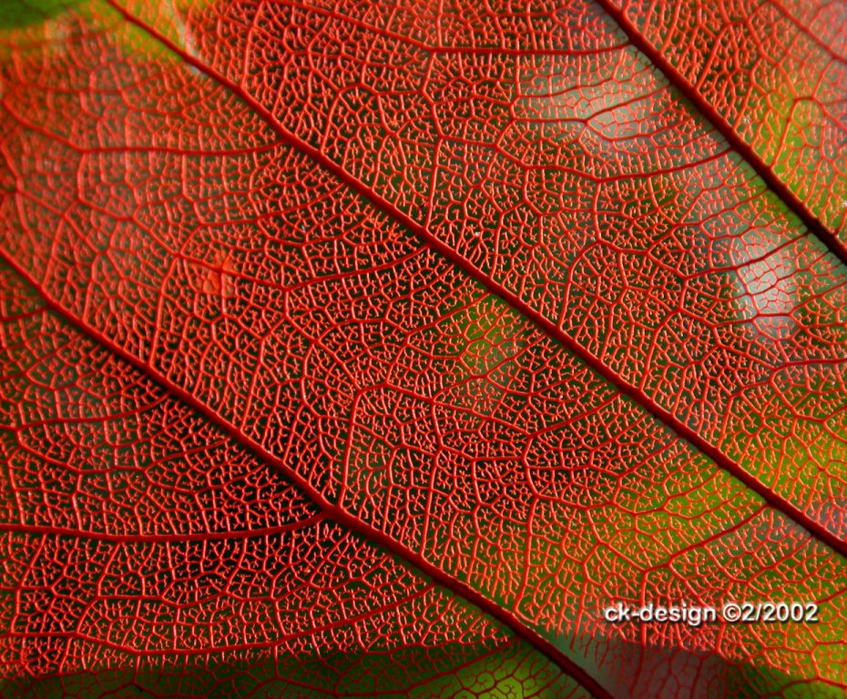 Red Transparent Leaf compressed