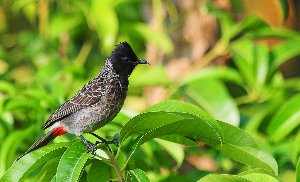 Red Vented Bulbul