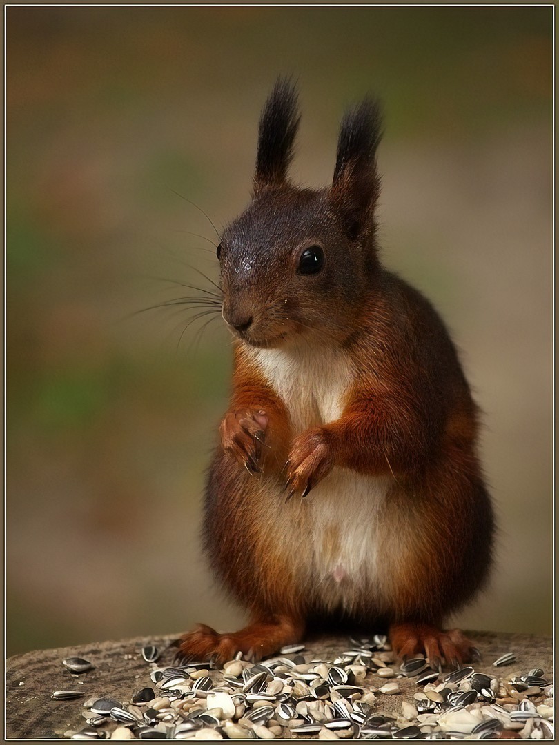 RedSquirrel