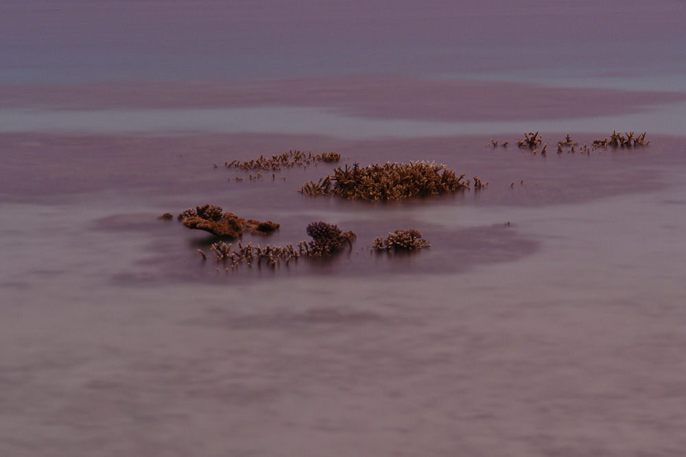 Reef