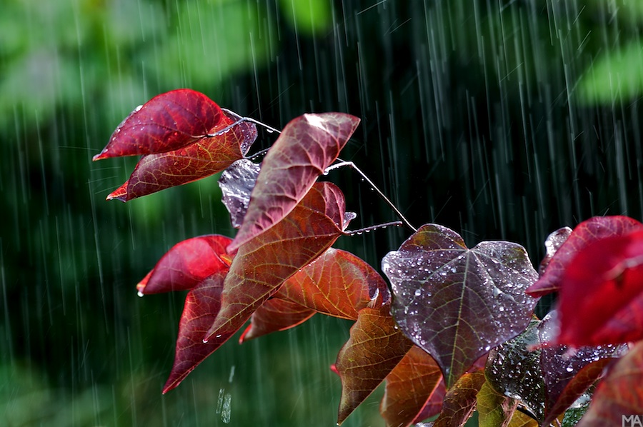 regen www 2