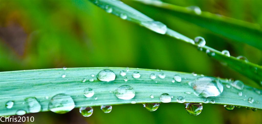 Regen