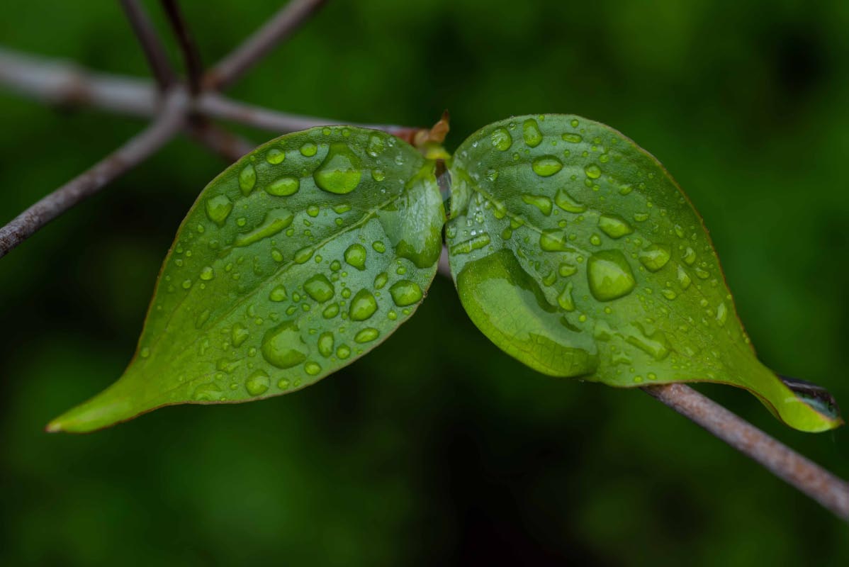 Regenblätter.jpg