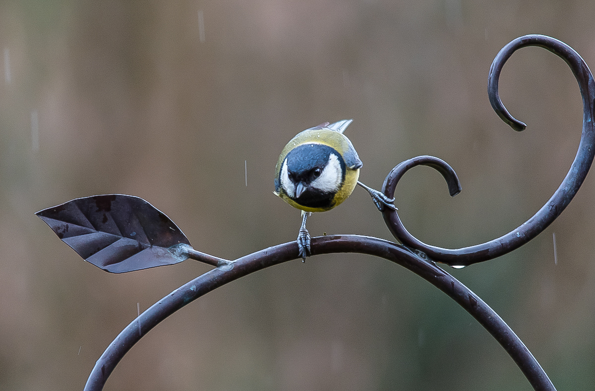 Regenmeise (1 von 1).JPG