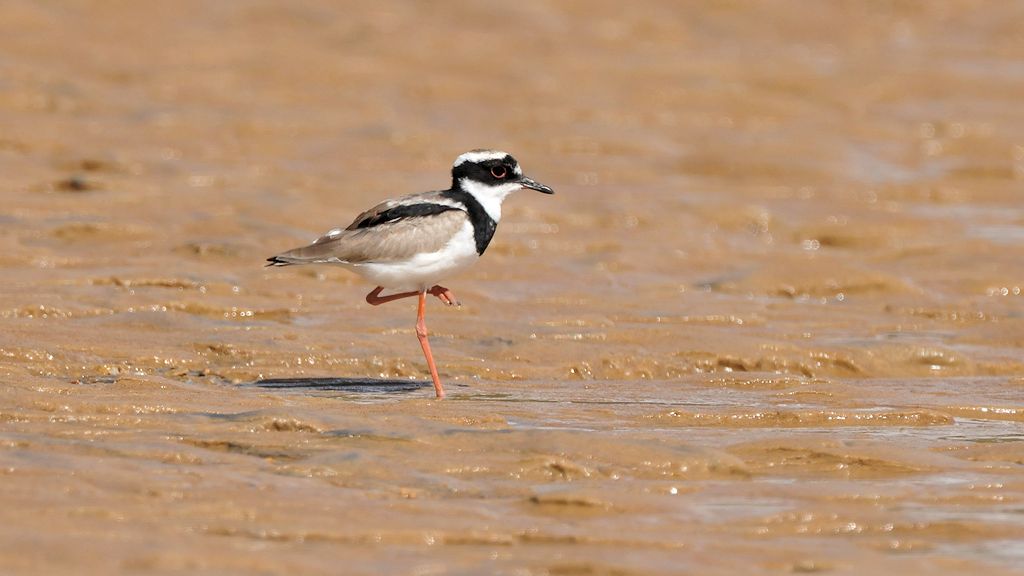 ???-Regenpfeifer 
(Pied Plover oder auch Pied Lapwing)
Bangara Island
9732