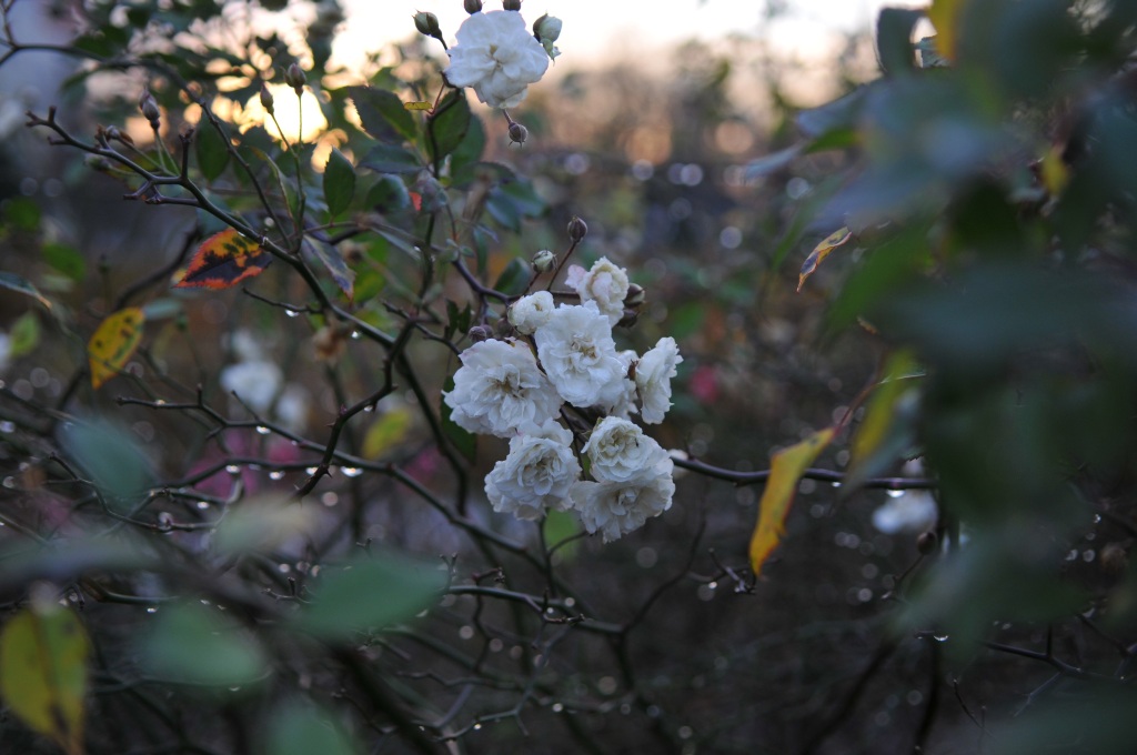 Regenrosen