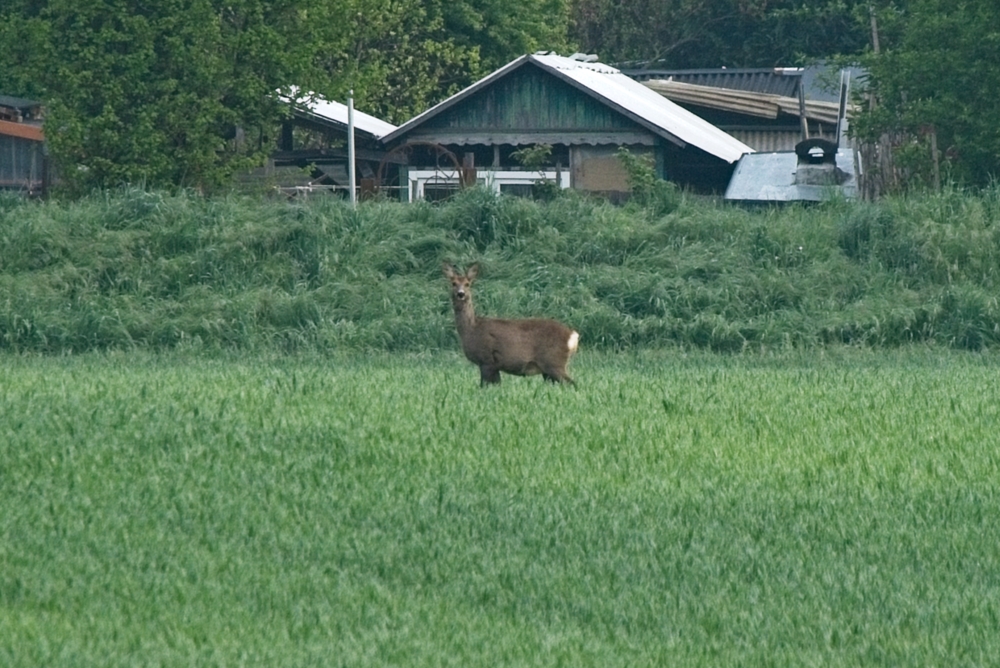 Rehbock 2
