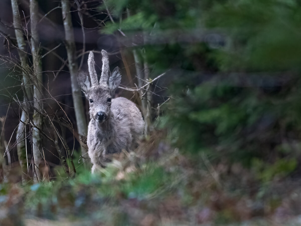 Rehbock im Wald.jpg